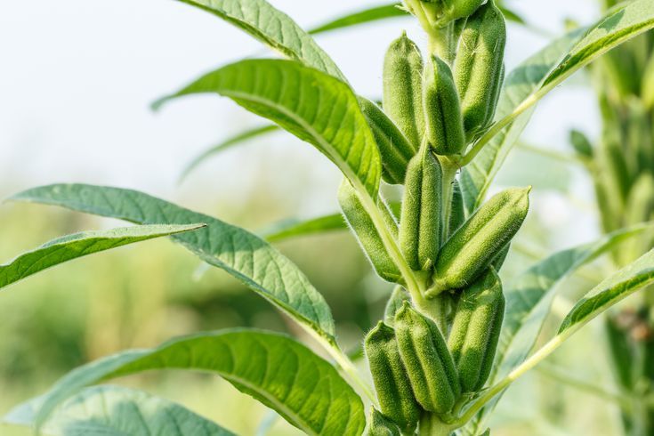 Tanzanian Sesame Seeds